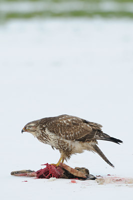 BUITEN BEELD Foto: 113448
