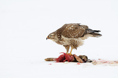 BUITEN BEELD Foto: 113451