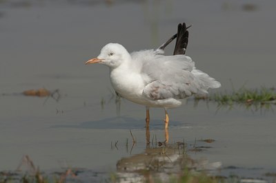 BUITEN BEELD Foto: 113454