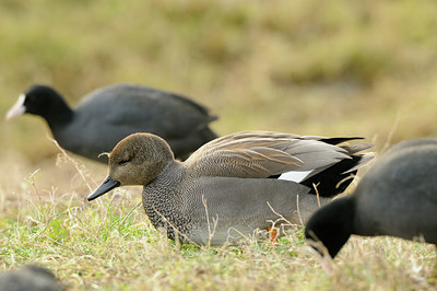 BUITEN BEELD Foto: 113462