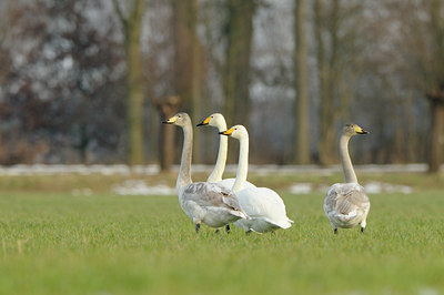 BUITEN BEELD Foto: 113474