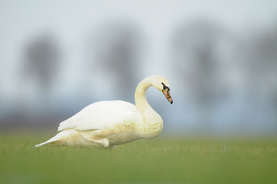 BUITEN BEELD Foto: 113482