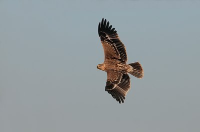 BUITEN BEELD Foto: 113485