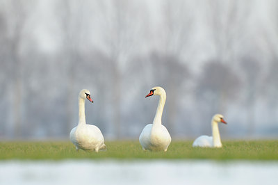 BUITEN BEELD Foto: 113486