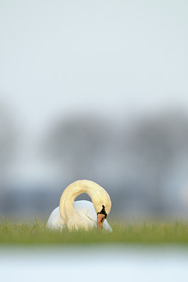 BUITEN BEELD Foto: 113488