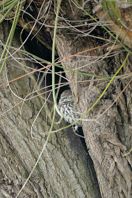 BUITEN BEELD Foto: 113489