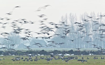BUITEN BEELD Foto: 113493