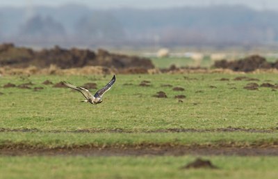 BUITEN BEELD Foto: 113499