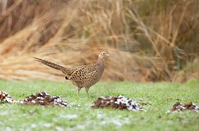 BUITEN BEELD Foto: 113500