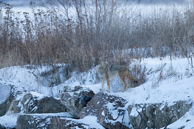BUITEN BEELD Foto: 113505