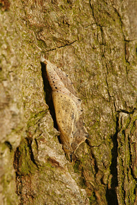 BUITEN BEELD Foto: 113535