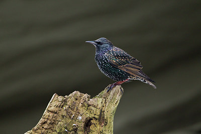 BUITEN BEELD Foto: 113546