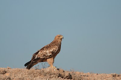 BUITEN BEELD Foto: 113547