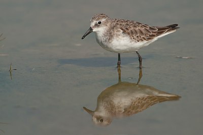 BUITEN BEELD Foto: 113550