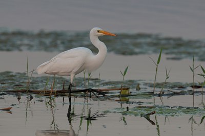 BUITEN BEELD Foto: 113556