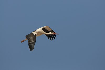 BUITEN BEELD Foto: 113559