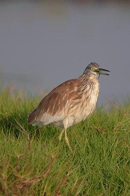 BUITEN BEELD Foto: 113560