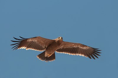 BUITEN BEELD Foto: 113564