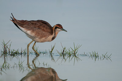 BUITEN BEELD Foto: 113570