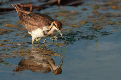 BUITEN BEELD Foto: 113571