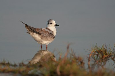 BUITEN BEELD Foto: 113572