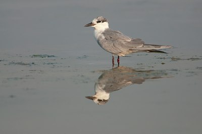 BUITEN BEELD Foto: 113573