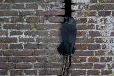 BUITEN BEELD Foto: 113594