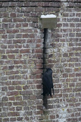 BUITEN BEELD Foto: 113598