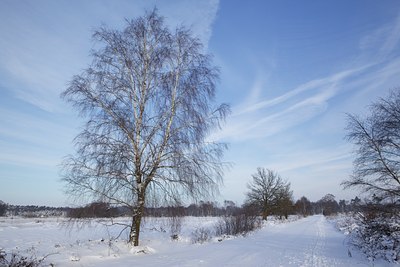 BUITEN BEELD Foto: 113600