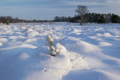 BUITEN BEELD Foto: 113605