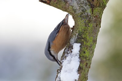 BUITEN BEELD Foto: 113630