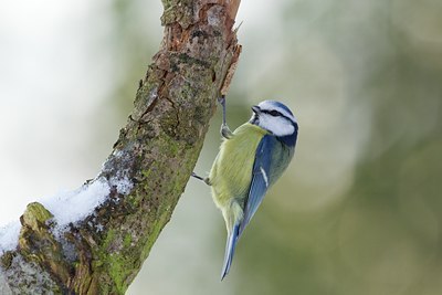 BUITEN BEELD Foto: 113635