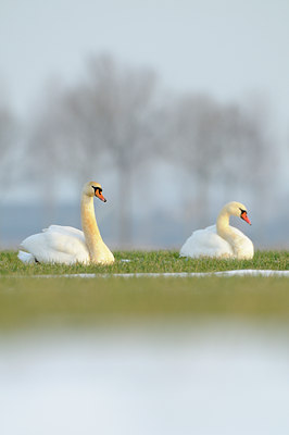 BUITEN BEELD Foto: 113669