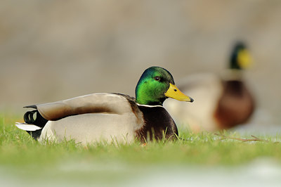 BUITEN BEELD Foto: 113675