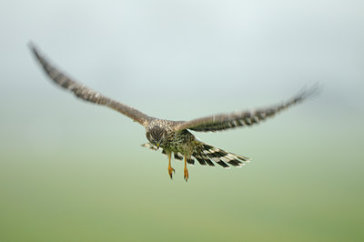 BUITEN BEELD Foto: 113683