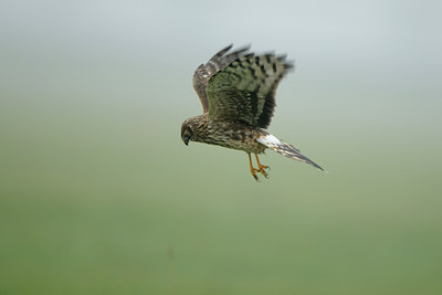 BUITEN BEELD Foto: 113684