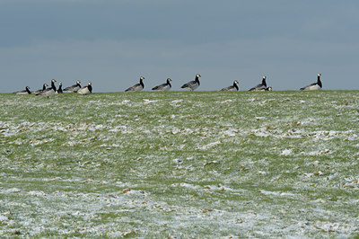 BUITEN BEELD Foto: 113706