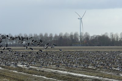 BUITEN BEELD Foto: 113708