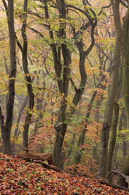 BUITEN BEELD Foto: 113711
