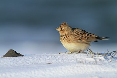 BUITEN BEELD Foto: 113724