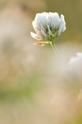 BUITEN BEELD Foto: 113729
