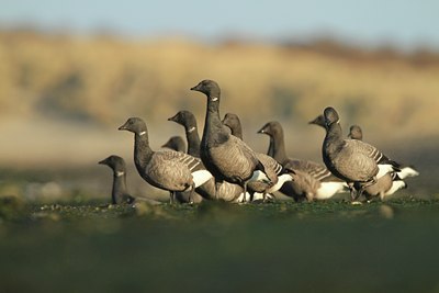 BUITEN BEELD Foto: 113735