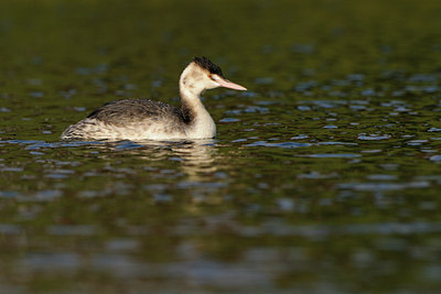 BUITEN BEELD Foto: 113790