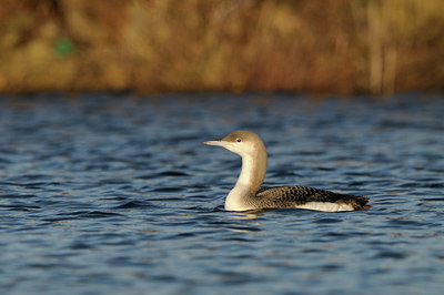 BUITEN BEELD Foto: 113795