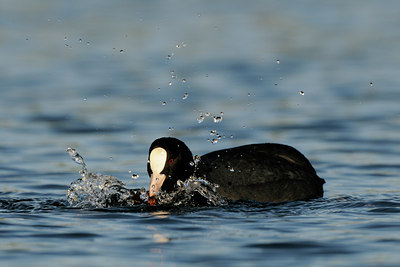 BUITEN BEELD Foto: 113798