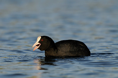 BUITEN BEELD Foto: 113799