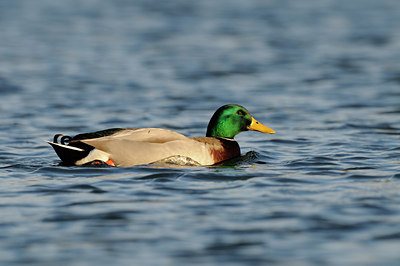 BUITEN BEELD Foto: 113801