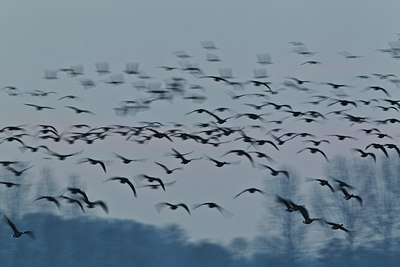 BUITEN BEELD Foto: 113817