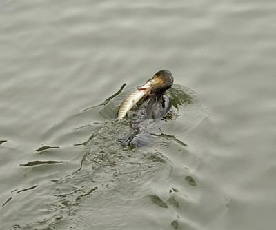 BUITEN BEELD Foto: 113876