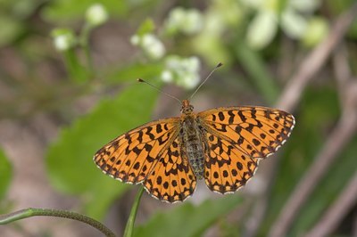 BUITEN BEELD Foto: 113904